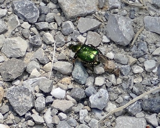 Japanese beetle